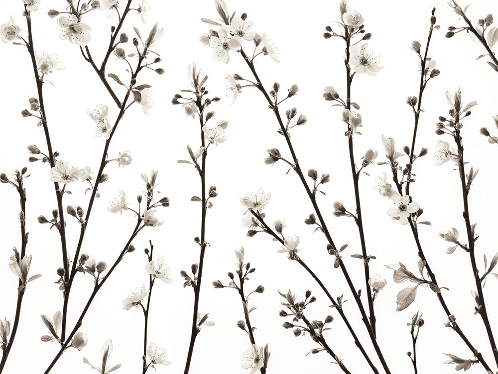 Twigs of Cherry plant art print by Assaf Frank for $57.95 CAD