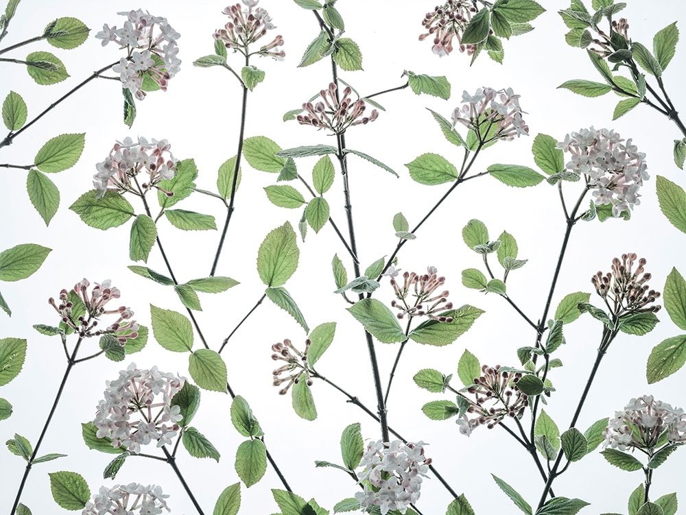 Viburnum Juddii flowers art print by Assaf Frank for $57.95 CAD