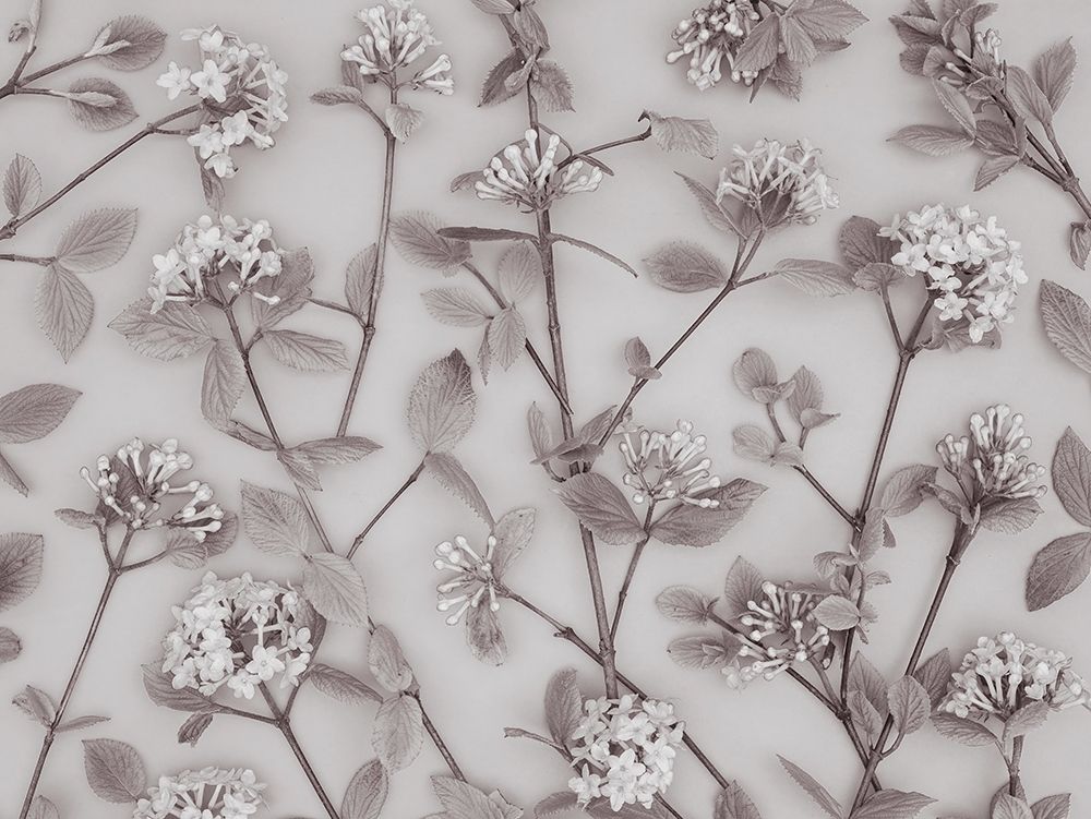 Viburnum Juddii flowers art print by Assaf Frank for $57.95 CAD