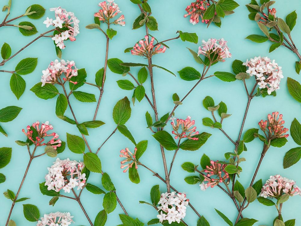 Viburnum Juddii flowers art print by Assaf Frank for $57.95 CAD