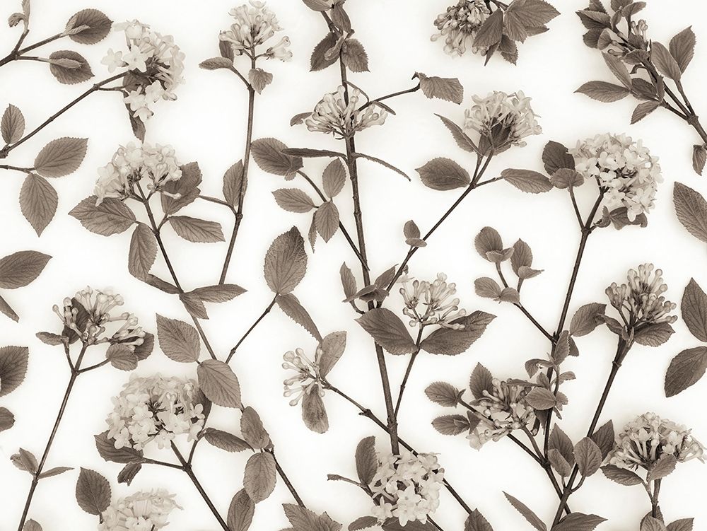 Viburnum Juddii flowers art print by Assaf Frank for $57.95 CAD