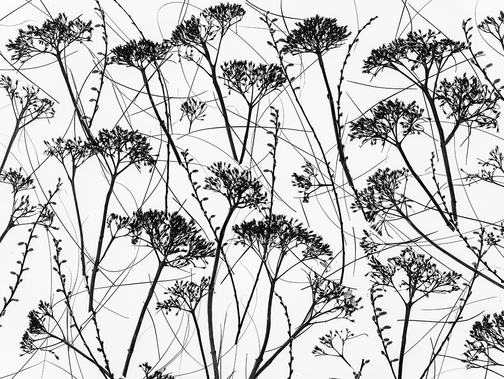 Silhouette of dried plants art print by Assaf Frank for $57.95 CAD
