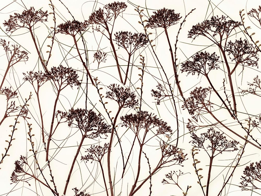 Dried Hydrangea art print by Assaf Frank for $57.95 CAD