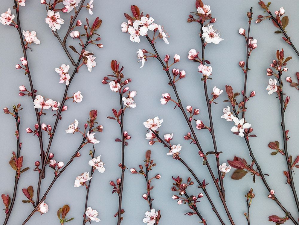 Twigs of Cherry plant art print by Assaf Frank for $57.95 CAD