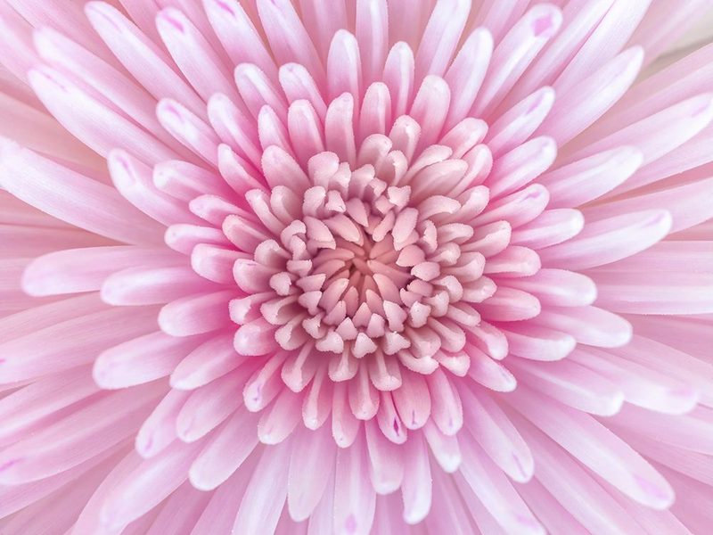 Close-up of Chrysanthemum flower, full frame art print by Assaf Frank for $57.95 CAD