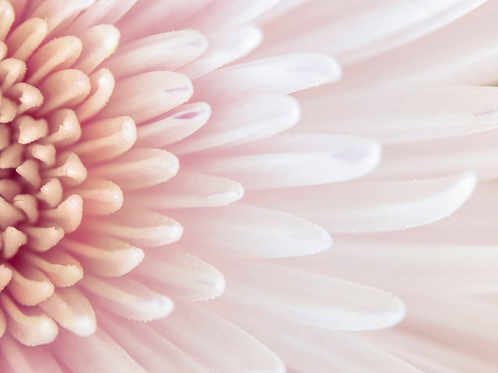 Chrysanthemum petals art print by Assaf Frank for $57.95 CAD