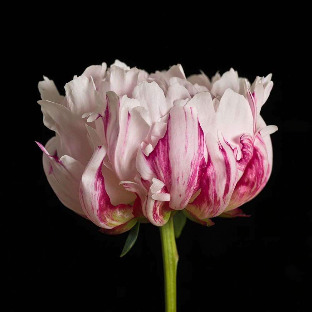 White pink Peony flower-close-up art print by Assaf Frank for $57.95 CAD