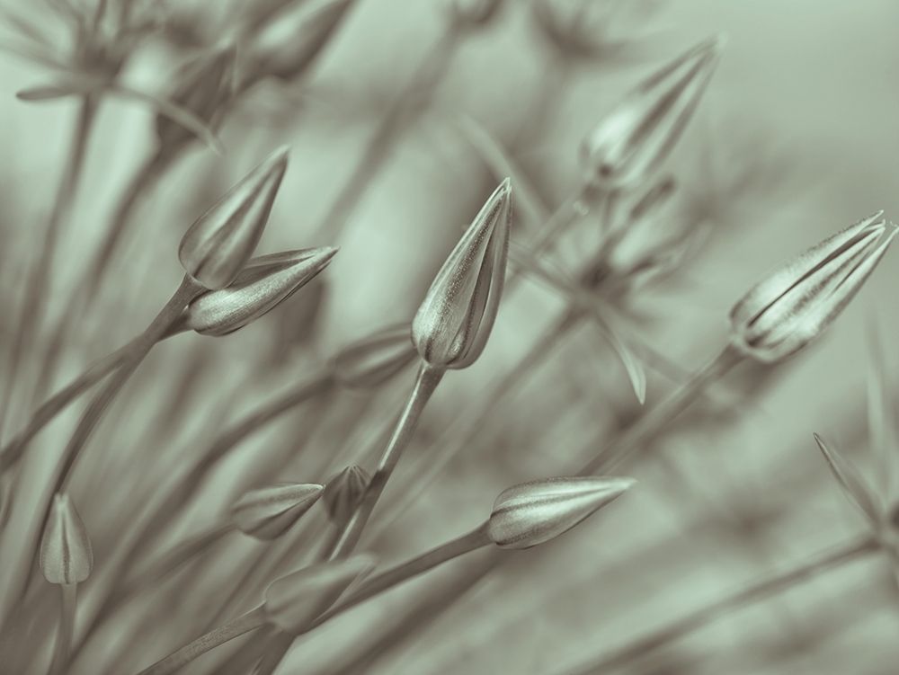 Allium flower-close-up art print by Assaf Frank for $57.95 CAD