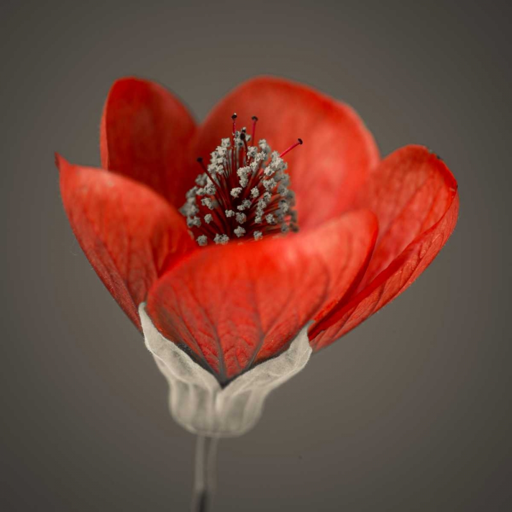 Close-up of red abutilon nabob art print by Assaf Frank for $57.95 CAD
