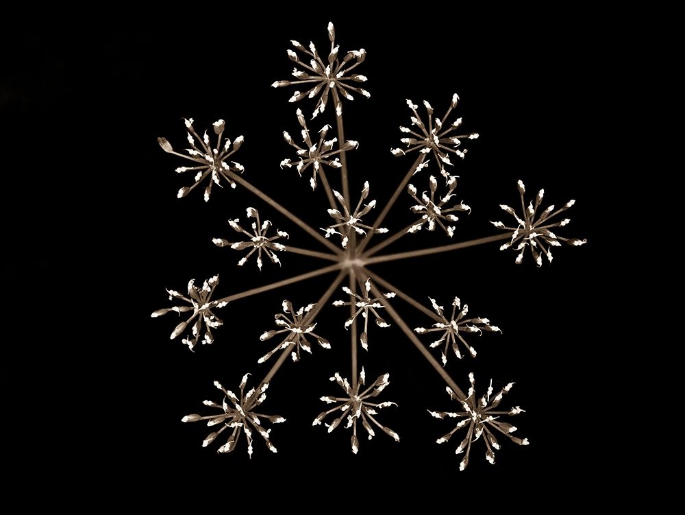 Cow parsley art print by Assaf Frank for $57.95 CAD
