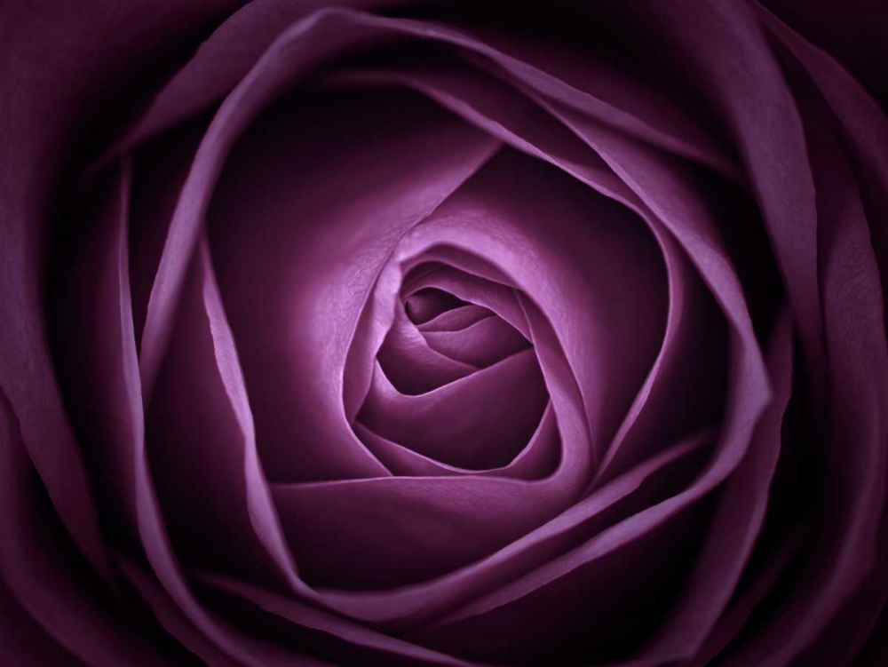 Close-up of purple rose, full frame art print by Assaf Frank for $57.95 CAD