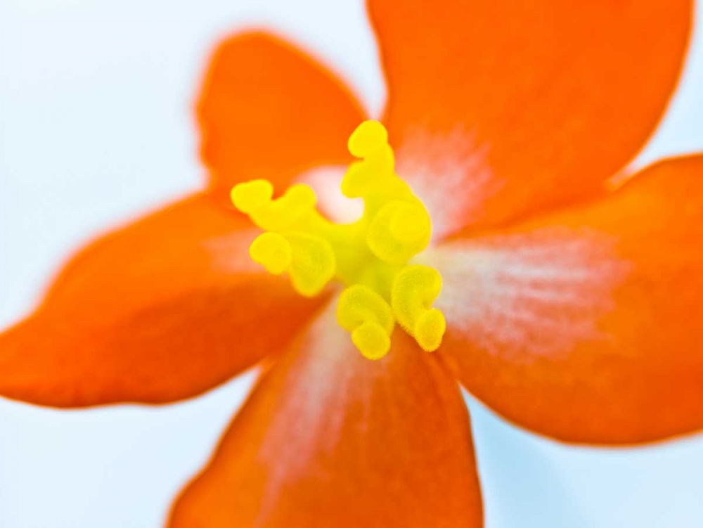 Dragon wing begonia flower close-up art print by Assaf Frank for $57.95 CAD