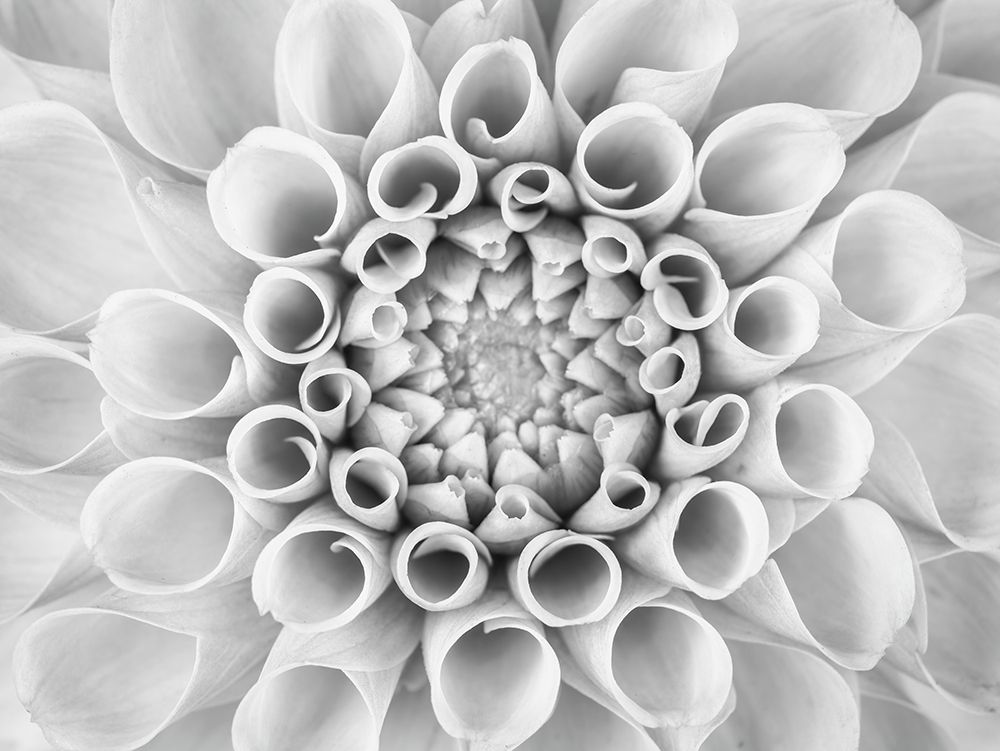 Pompom Dahlia petals art print by Assaf Frank for $57.95 CAD