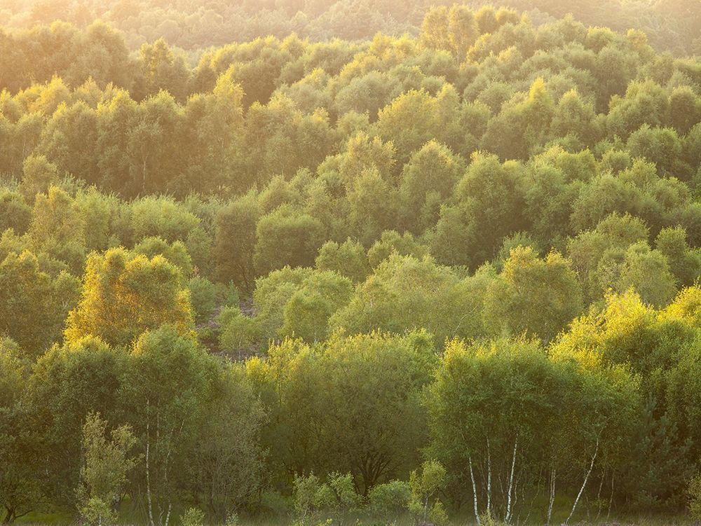 Tree tops at dusk art print by Assaf Frank for $57.95 CAD