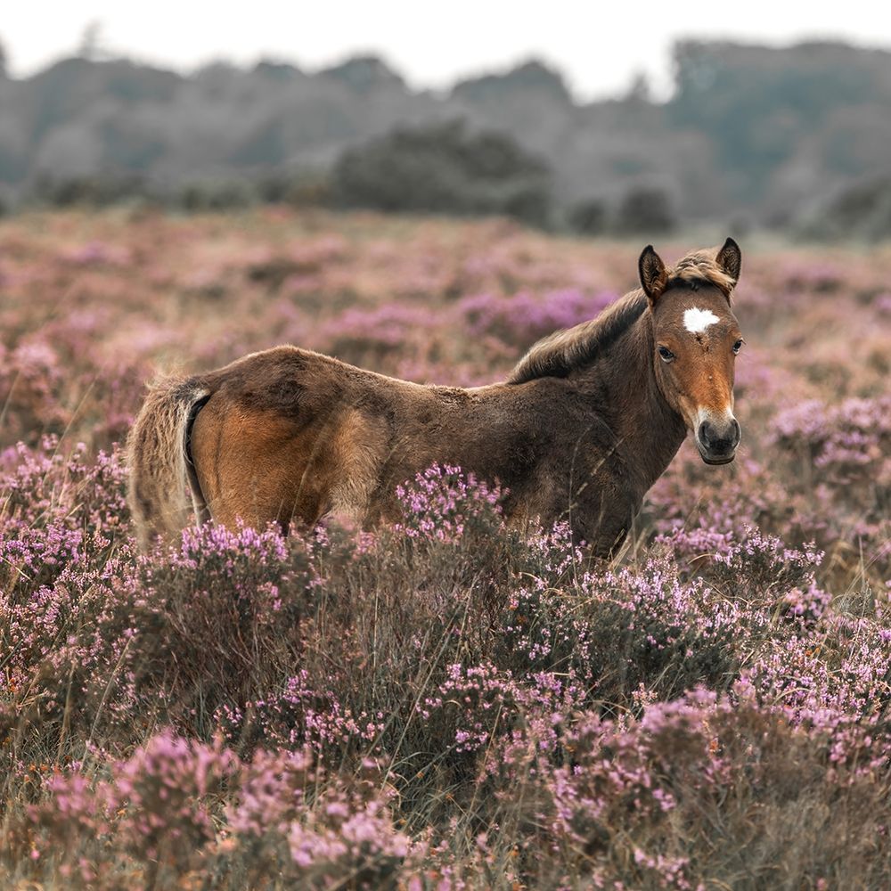 Wild Horse-New Forest art print by Assaf Frank for $57.95 CAD