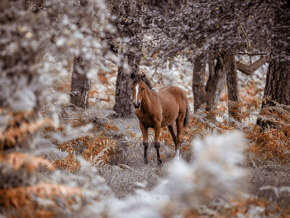 Wild Horse, New Forest art print by Assaf Frank for $57.95 CAD