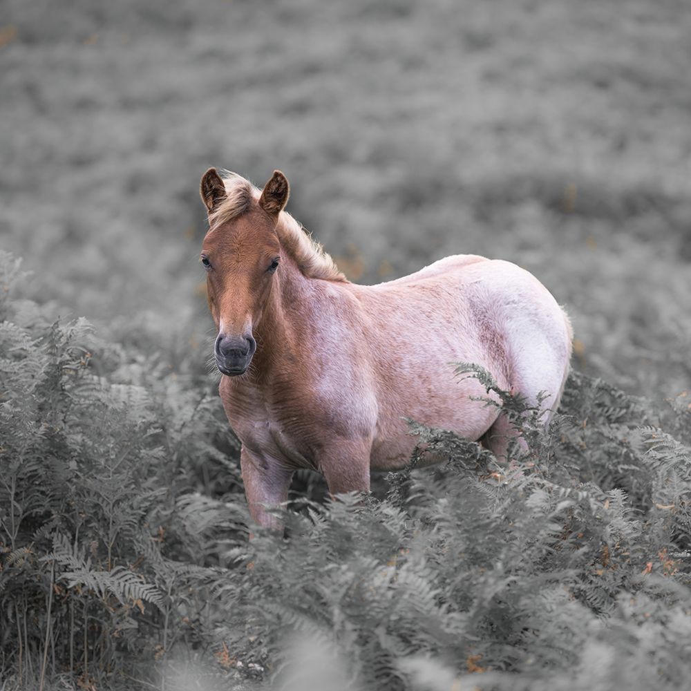 Wild Horses-New Forest art print by Assaf Frank for $57.95 CAD