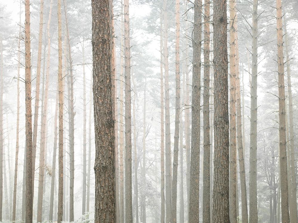 Tree trunks in frorest art print by Assaf Frank for $57.95 CAD