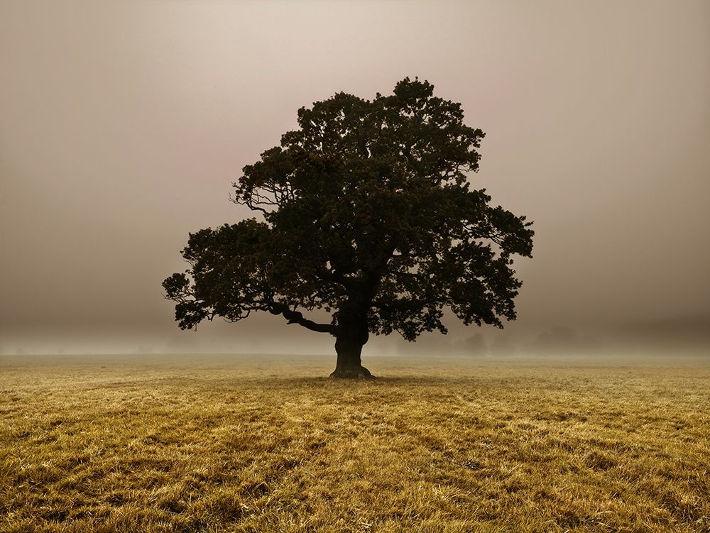 Single Tree in mist and fog art print by Assaf Frank for $57.95 CAD