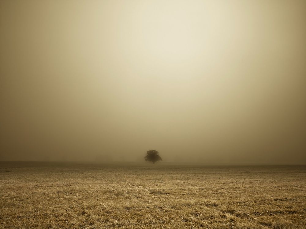 Single Tree in mist and fog art print by Assaf Frank for $57.95 CAD