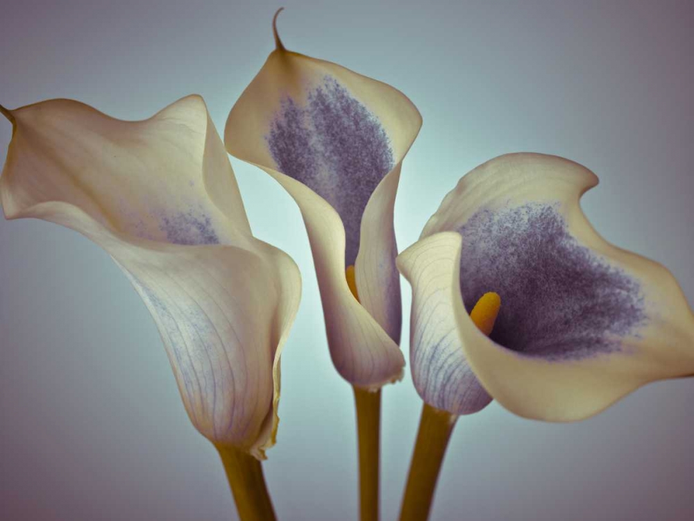 Close-up of three white Calla Lilies, Studio Shot art print by Assaf Frank for $57.95 CAD