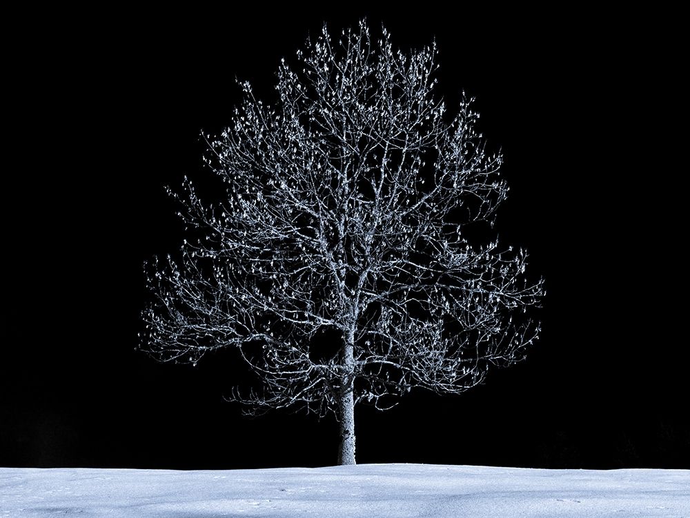 Single tree against skies in snow art print by Assaf Frank for $57.95 CAD