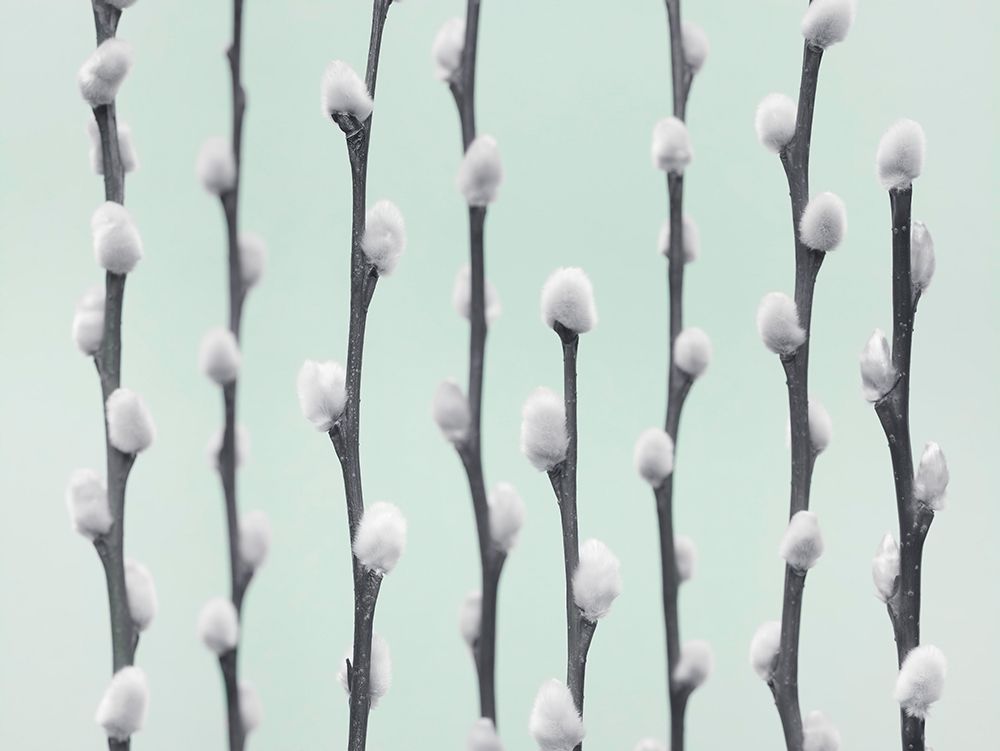 Pussy Willow twigs art print by Assaf Frank for $57.95 CAD