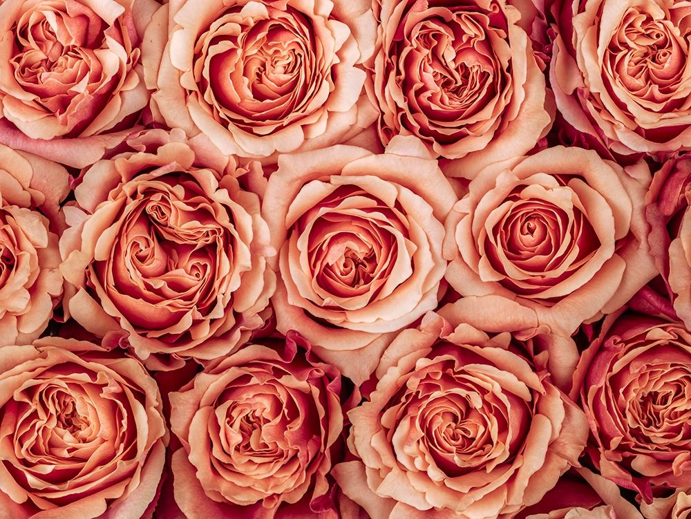 Background of roses art print by Assaf Frank for $57.95 CAD