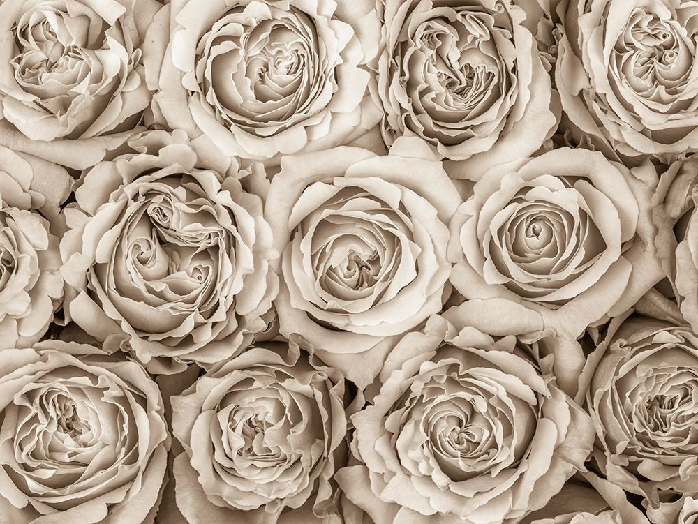 Background of roses art print by Assaf Frank for $57.95 CAD