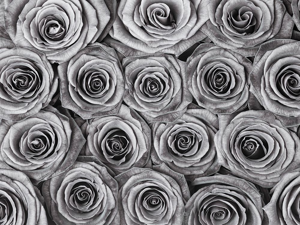 Background of roses art print by Assaf Frank for $57.95 CAD