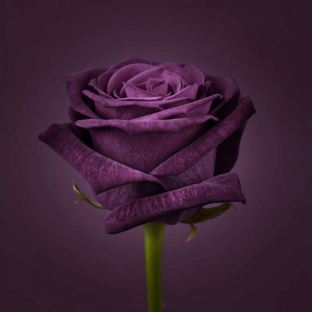 Single rose flower close-up art print by Assaf Frank for $57.95 CAD