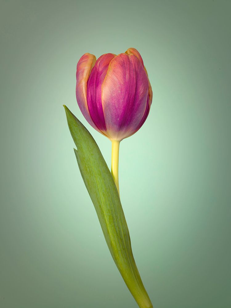 Single Tulip Flower, Side View art print by Assaf Frank for $57.95 CAD