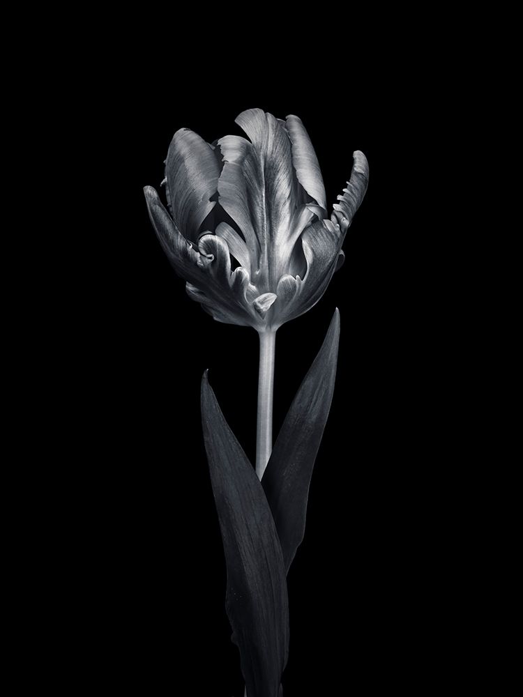 Rcoco tulip, side view art print by Assaf Frank for $57.95 CAD