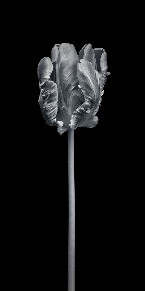 Rcoco tulip-side view art print by Assaf Frank for $57.95 CAD