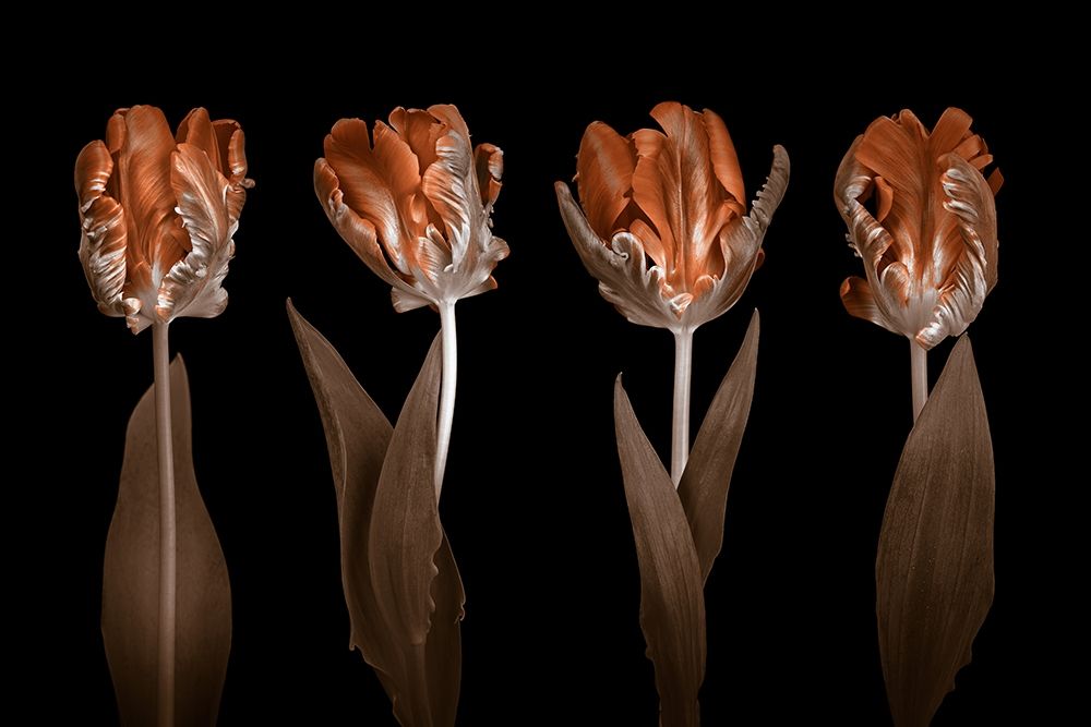 Rococo Tulips art print by Assaf Frank for $57.95 CAD