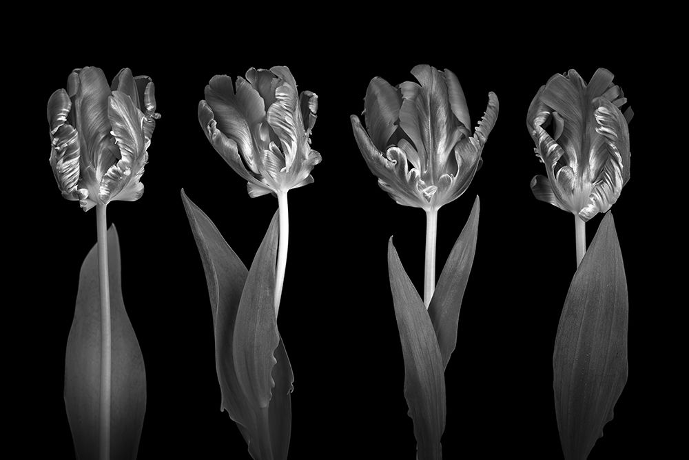 Rococo Tulips art print by Assaf Frank for $57.95 CAD