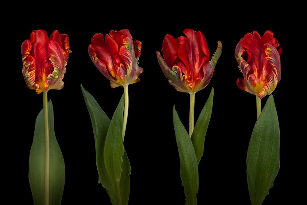 Rococo Tulips art print by Assaf Frank for $57.95 CAD