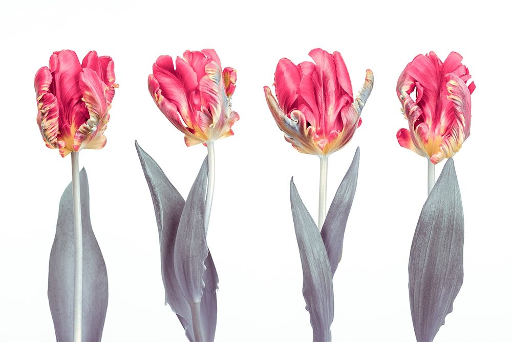 Rococo Tulips art print by Assaf Frank for $57.95 CAD