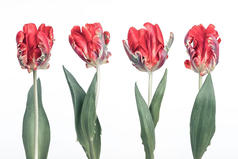 Rococo Tulips art print by Assaf Frank for $57.95 CAD