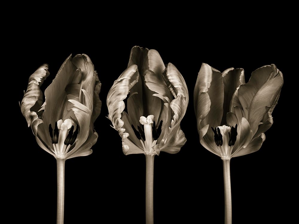 Rococo tulips art print by Assaf Frank for $57.95 CAD