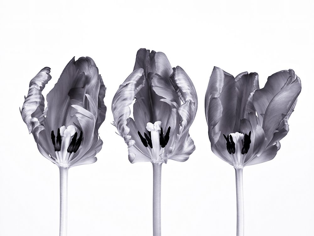 Rococo tulips art print by Assaf Frank for $57.95 CAD