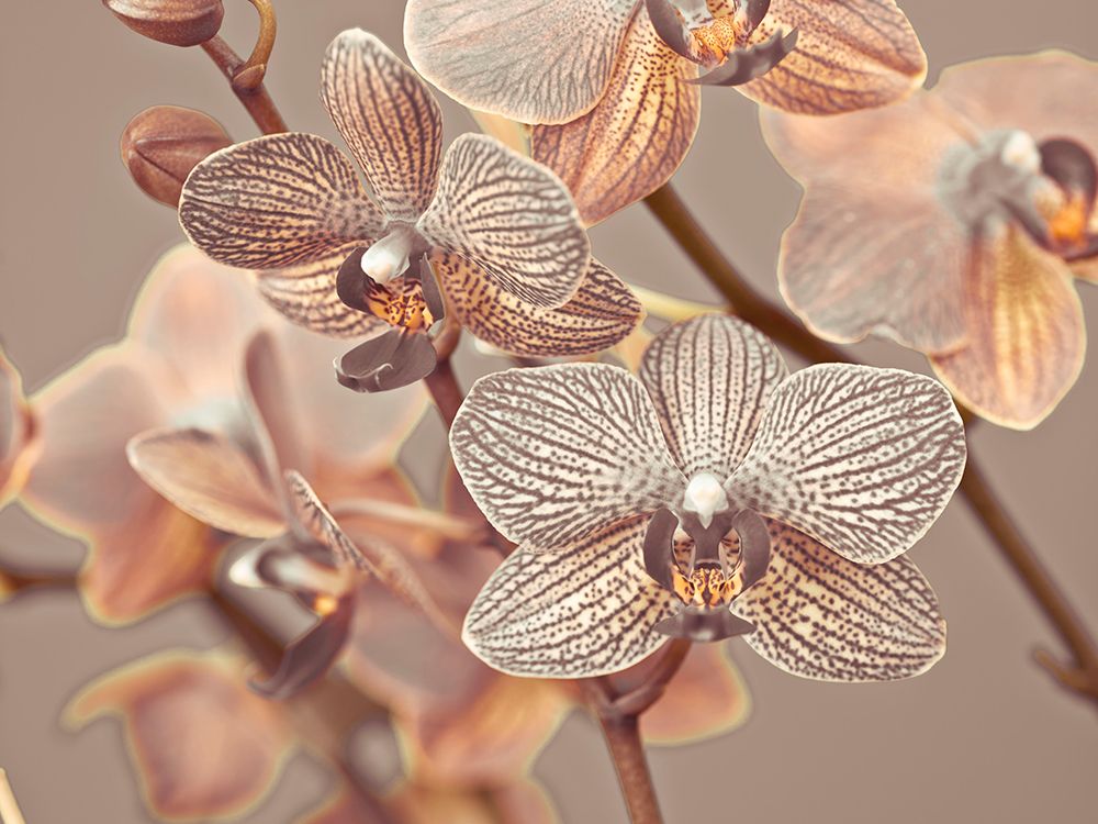 Orchids Close-up art print by Assaf Frank for $57.95 CAD