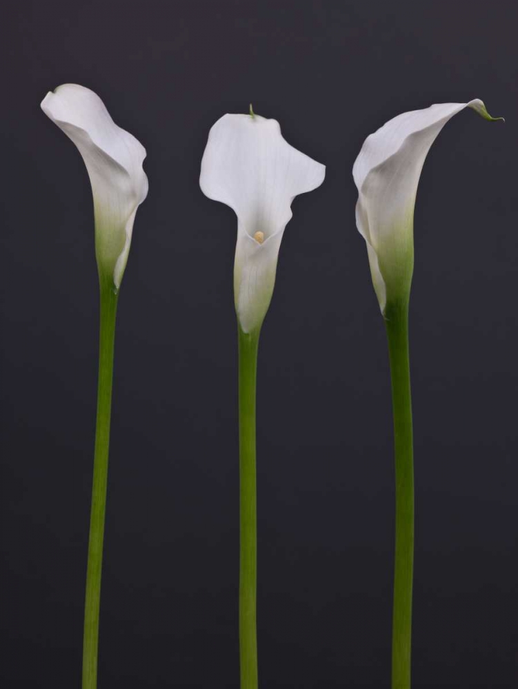 Three Calla Lily flowers art print by Assaf Frank for $57.95 CAD