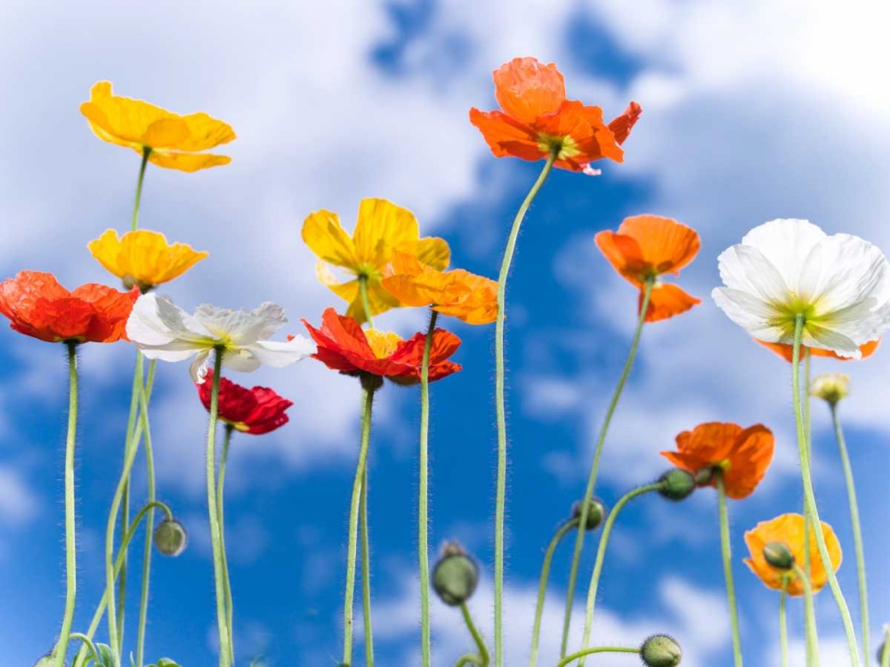 Poppies against blue skies art print by Assaf Frank for $57.95 CAD