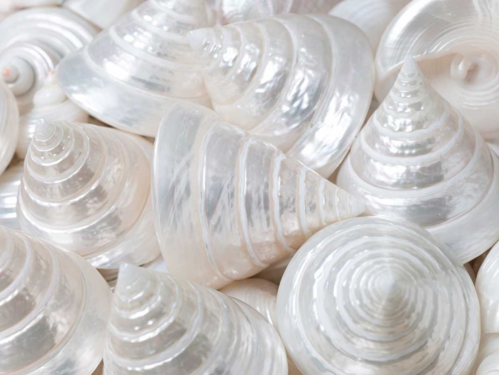 Pearl Troca sea shells close-up art print by Assaf Frank for $57.95 CAD