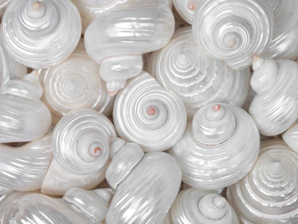 Mixed pearly sea shells close-up art print by Assaf Frank for $57.95 CAD