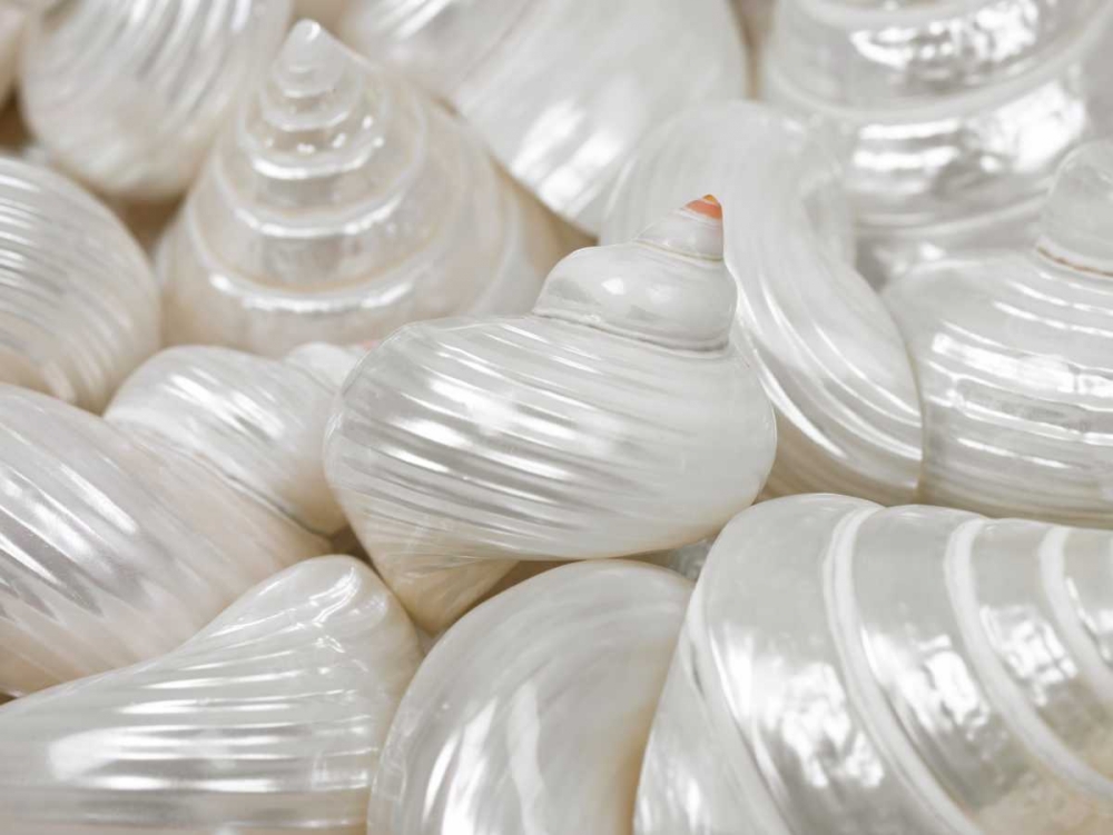 Mixed pearly sea shells close-up art print by Assaf Frank for $57.95 CAD