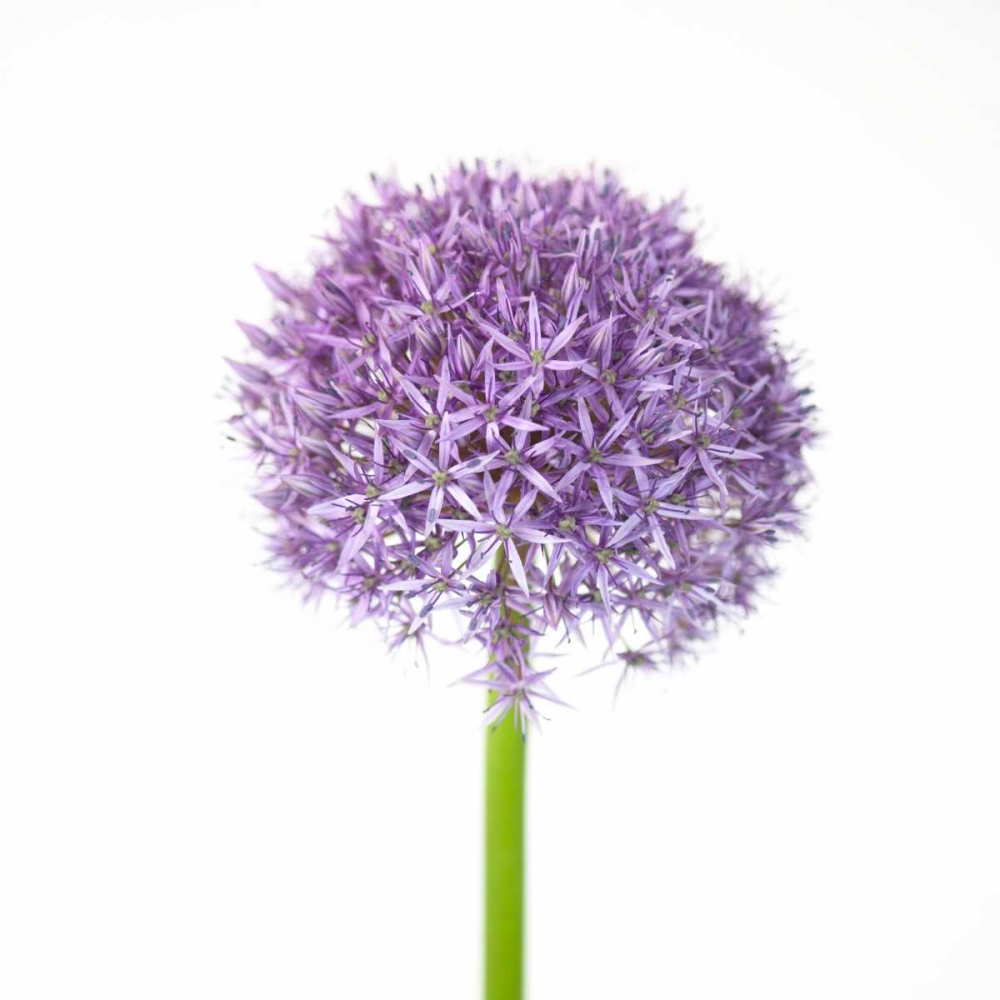 Allium flower close-up art print by Assaf Frank for $57.95 CAD