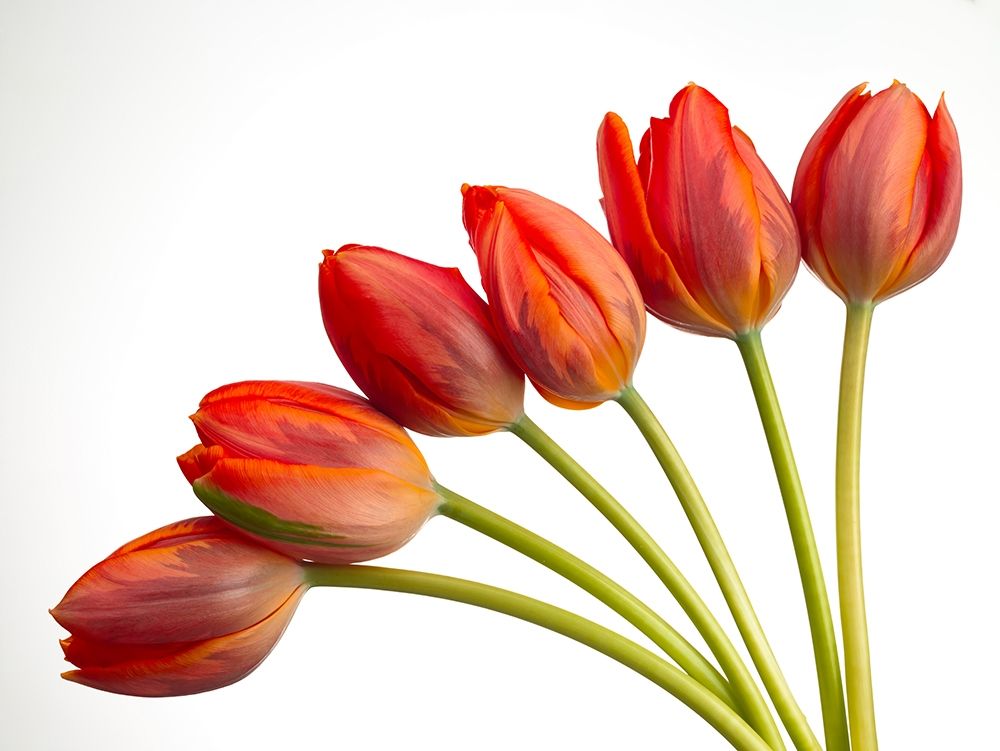 Tulip flowers art print by Assaf Frank for $57.95 CAD