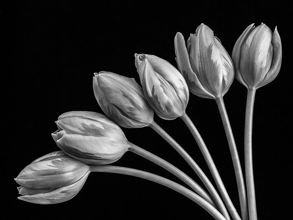 Tulip flowers in fan shape arrangment, FTBR-1816 art print by Assaf Frank for $57.95 CAD